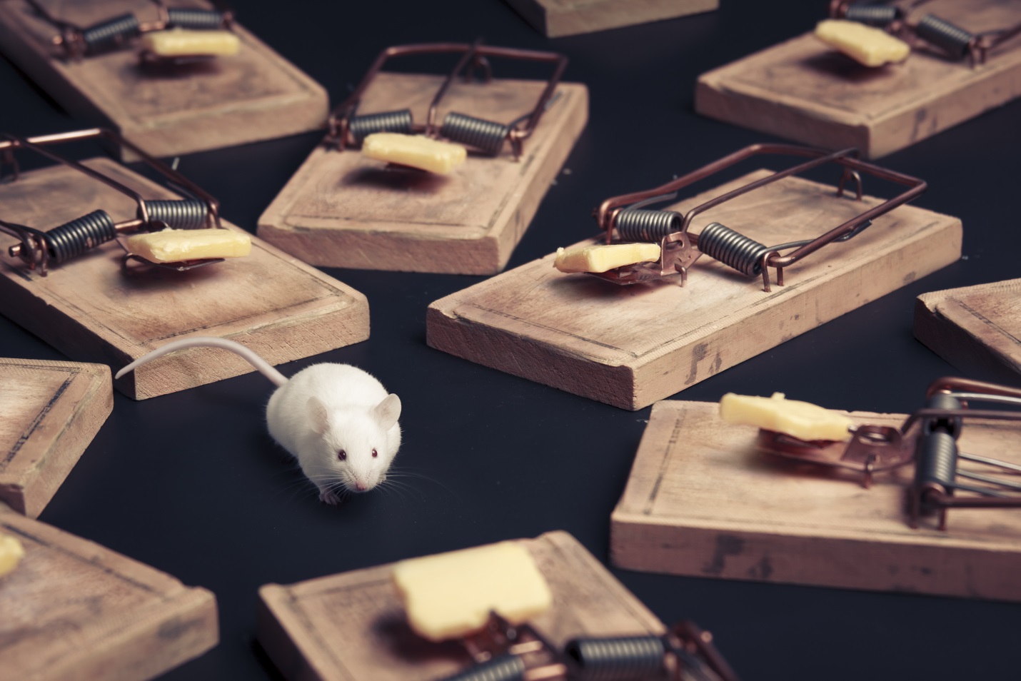 Welner rats.jpg